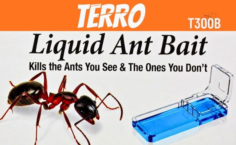 Looking for the Best Ant Killer for Outdoors