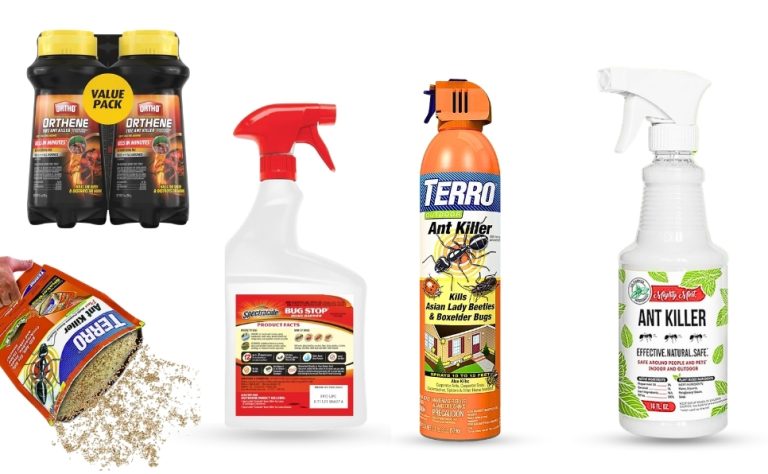 Best Outdoor Ant Killer Spray 2026